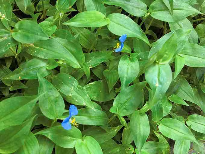 Trước đây, thài lài trắng (hay còn gọi rau trai) thường được người dân tại các vùng quê hái về cho lợn ăn. Tuy nhiên ngày nay, loại rau dại mọc đầy ruộng vườn này là đặc sản có giá 120.000 đồng/kg. Ảnh: Internet