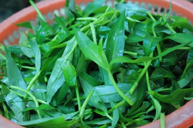Bên cạnh đó, rau thài lài còn được dùng làm thuốc. Theo Đông y, rau có tác dụng giải nhiệt, tiêu sưng... Ảnh: Internet