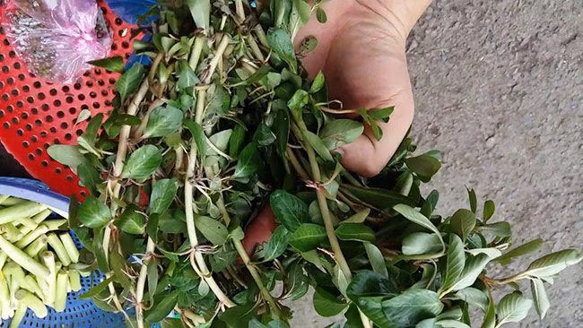 Dừa nước có thể chế biến thành nhiều món như luộc, làm rau sống, hay chế biến trong các món gỏi... Ảnh: Internet