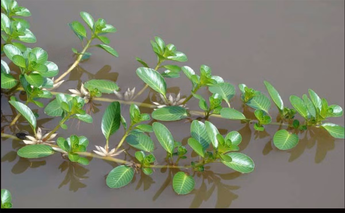 Rau dừa nước vốn là loại cây phổ biến ở các vùng nông thôn Việt Nam. Loại rau dại này rất dễ phát triển, không cần chăm sóc cũng mọc tua tủa, nhất là vào mùa mưa. Ảnh: ĐSPL