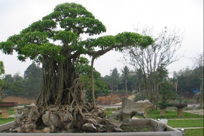 Chỉ sau vài năm, tác phẩm "mâm xôi con gà" được định giá gấp 20 lần (khoảng 120 tỷ đồng). Ảnh: Dân Việt