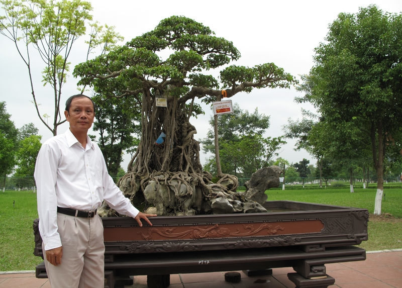Phía trên ngọn cây uốn lượn tạo thành hình “rồng bay phượng múa”. Ảnh: Vietnamnet