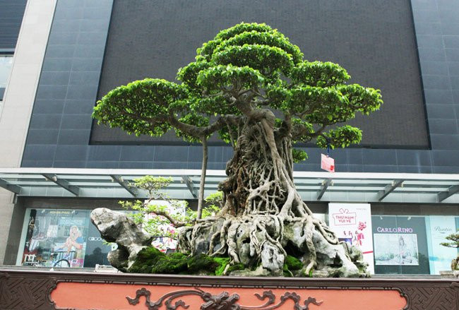 "Mâm xôi con gà" là một cây sanh cổ, cao 1m65, chiều ngang 2m, trọng lượng cả đá khoảng 1 tấn, có tán xòe rộng như mâm xôi, gốc và thân cây nằm trên khối đá nhỏ tạo thành hình gà. Ảnh: Người đưa tin