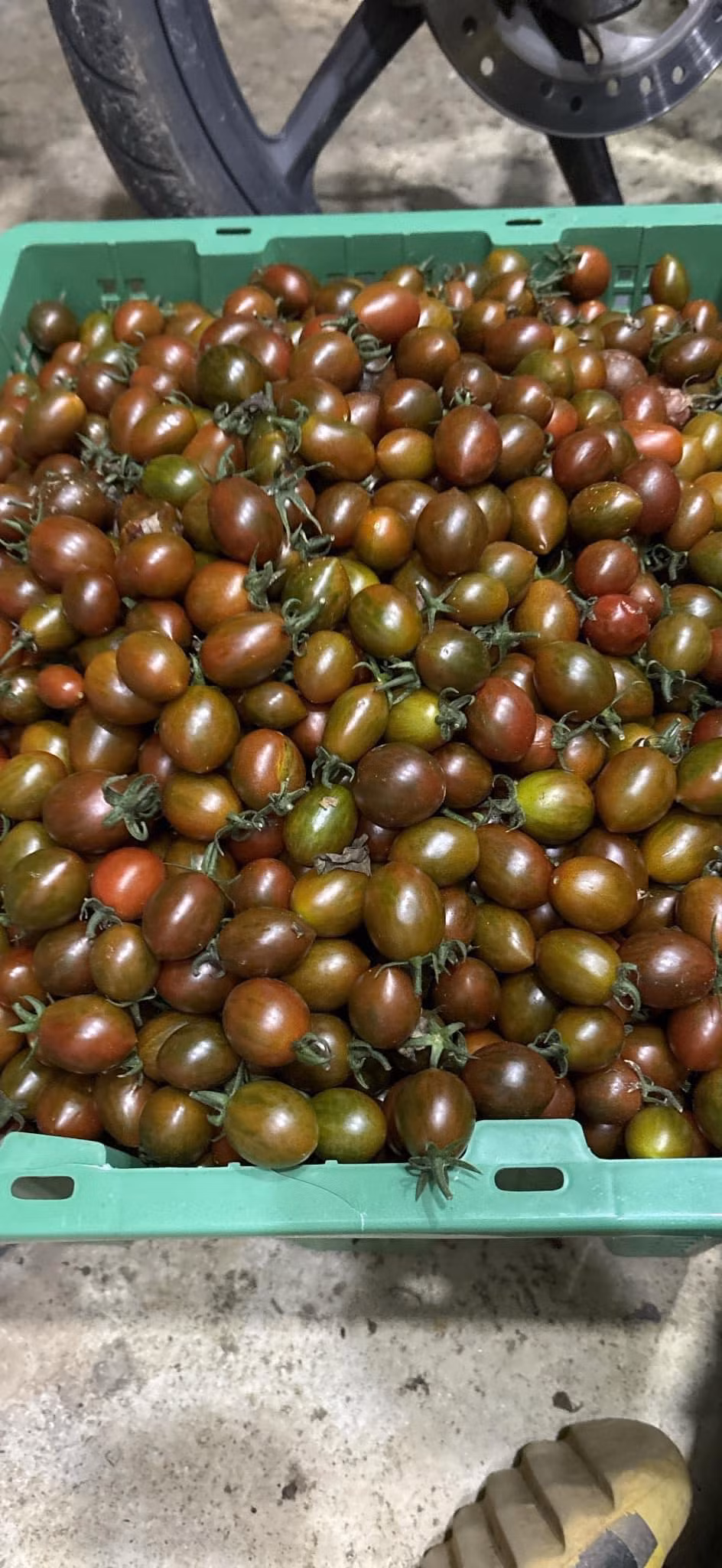 3 loai ca chua doc la gia cao ngat van khong du ban