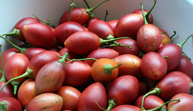 Có thời điểm, cà chua thân gỗ có bao nhiêu cũng hết, khách hàng mua thường phải chờ. Ảnh: Internet