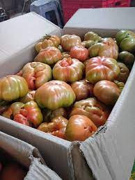 Tuy nhiên, do trồng theo kiểu truyền thống nên năng suất cà chua múi Sơn La không cao. Khách mua phải chờ mới có hàng. Ảnh: Facebook