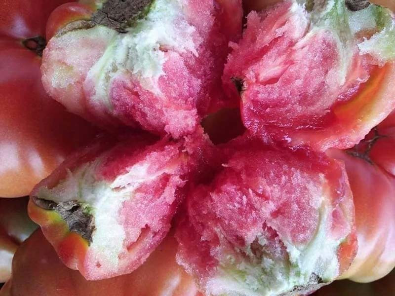 Người dân Hà Nội thích cà chua múi bởi cùi và bột nhiều, ít hạt, có thể cắt ra làm salad hoặc dùng để nấu đều thơm ngon. Ảnh: Vietnamnet