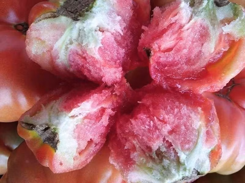 Người dân Hà Nội thích cà chua múi bởi cùi và bột nhiều, ít hạt, có thể cắt ra làm salad hoặc dùng để nấu đều thơm ngon. Ảnh: Vietnamnet