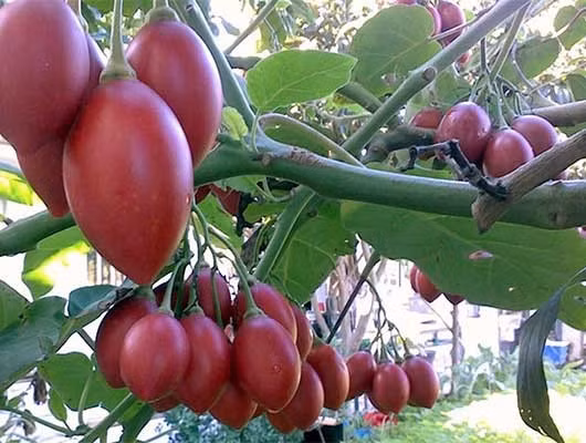 Cách đây vài năm, cà chua thân gỗ được nhiều chị em nội trợ săn lùng dù giá lên tới 500.000 đồng/kg. Ảnh: Nongtraicaonguyen