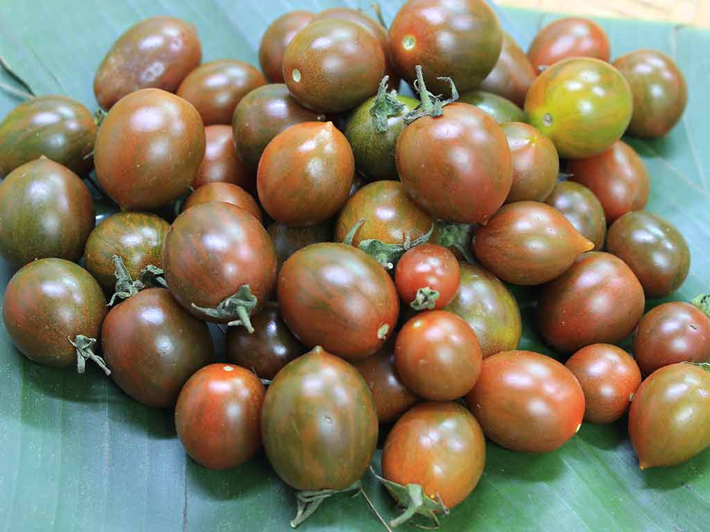 Cà chua socola có kích thước nhỏ hơn nhiều so với các loại cà chua thông thường, đường kính trung bình chỉ khoảng 1.5 cm. Ảnh: Farm24