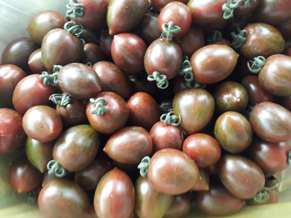 Hiện tại, cà chua socola có giá khoảng 80.000 đồng/kg. Trước đây, có thời điểm loại cà chua này giá lên tới 120.000 đồng/kg nhưng khách lúc nào cũng phải đợi mới có thể mua được. Ảnh: Dân Việt