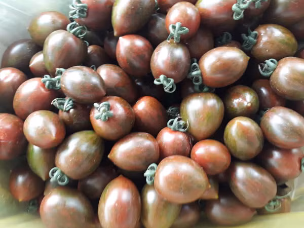 Hiện tại, cà chua socola có giá khoảng 80.000 đồng/kg. Trước đây, có thời điểm loại cà chua này giá lên tới 120.000 đồng/kg nhưng khách lúc nào cũng phải đợi mới có thể mua được. Ảnh: Dân Việt