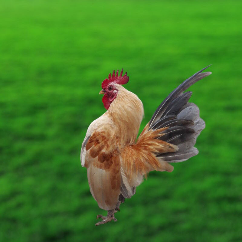 Serama là giống gà nổi tiếng của Malaysia. Du nhập vào Việt Nam từ hơn chục năm trước, gà Serama tạo ra cơn sốt trong giới gà cảnh. Ảnh: Chợ cá Mekong