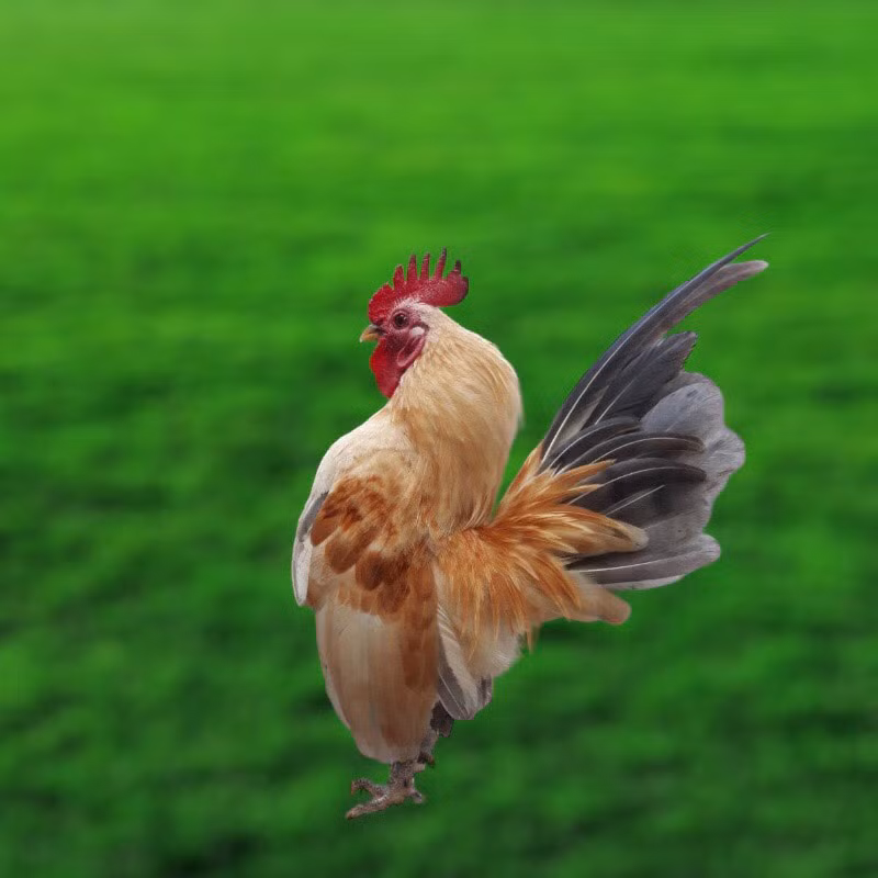 Serama là giống gà nổi tiếng của Malaysia. Du nhập vào Việt Nam từ hơn chục năm trước, gà Serama tạo ra cơn sốt trong giới gà cảnh. Ảnh: Chợ cá Mekong