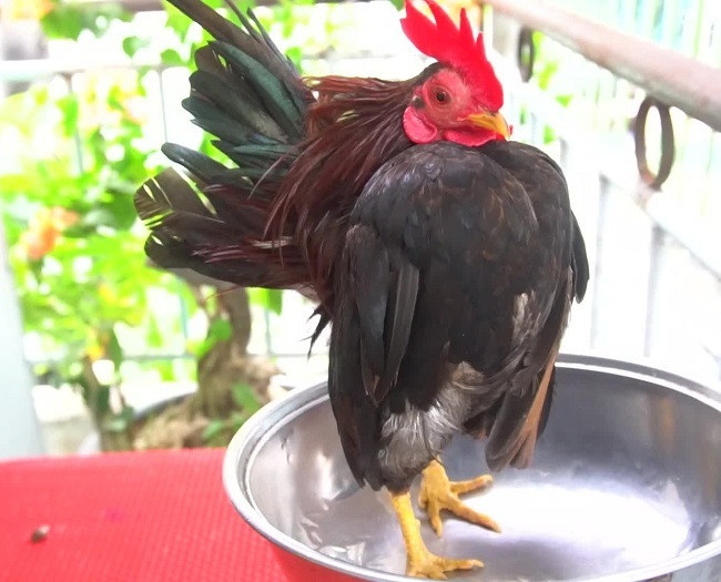 Một chú gà Serama được đánh giá là đẹp thường phần cổ và đầu kéo căng hết mức về phía sau, không có khoảng trống giữa đầu và đuôi, phần ngực ưỡn về phía trước. Ảnh: Dân Việt