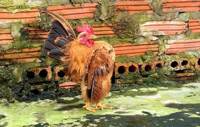 Ở Malaysia, gà Serama được mô tả như những chiến binh dũng cảm và tư thế đứng thẳng như con người. Ảnh: Dân Việt