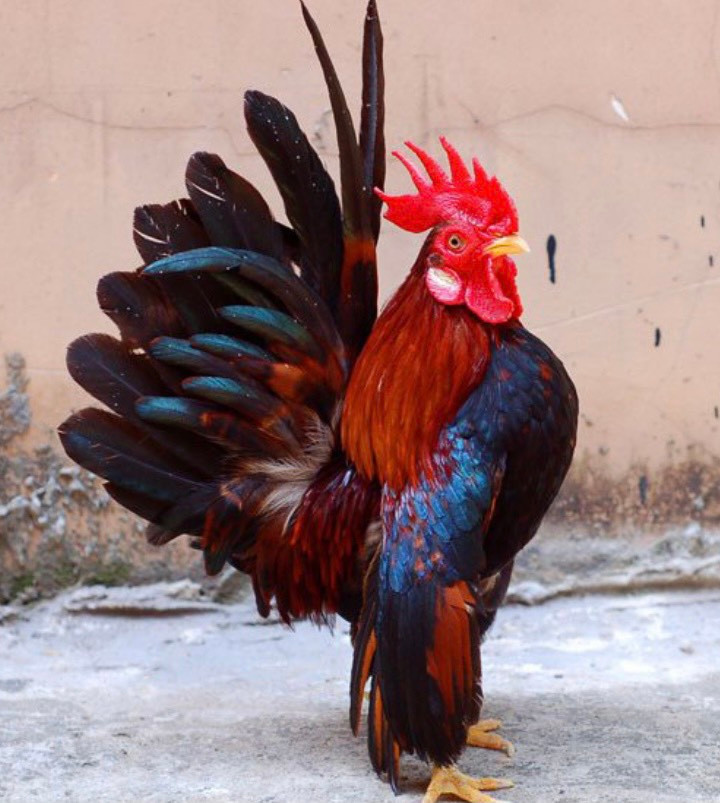 Sở hữu vẻ đẹp vương giả, một con gà Serama có giá từ 2 đến 10 triệu đồng. Những con gà đẹp sở hữu "vương miện" từ các cuộc thi sắc đẹp trong nước và quốc tế có giá từ 20 đến 50 triệu đồng. Ảnh: Internet