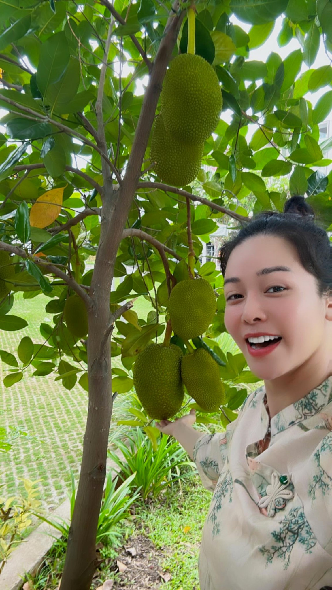 Cây mít mới trồng nhưng đã cho nhiều trái. Nguồn ảnh: FBNV