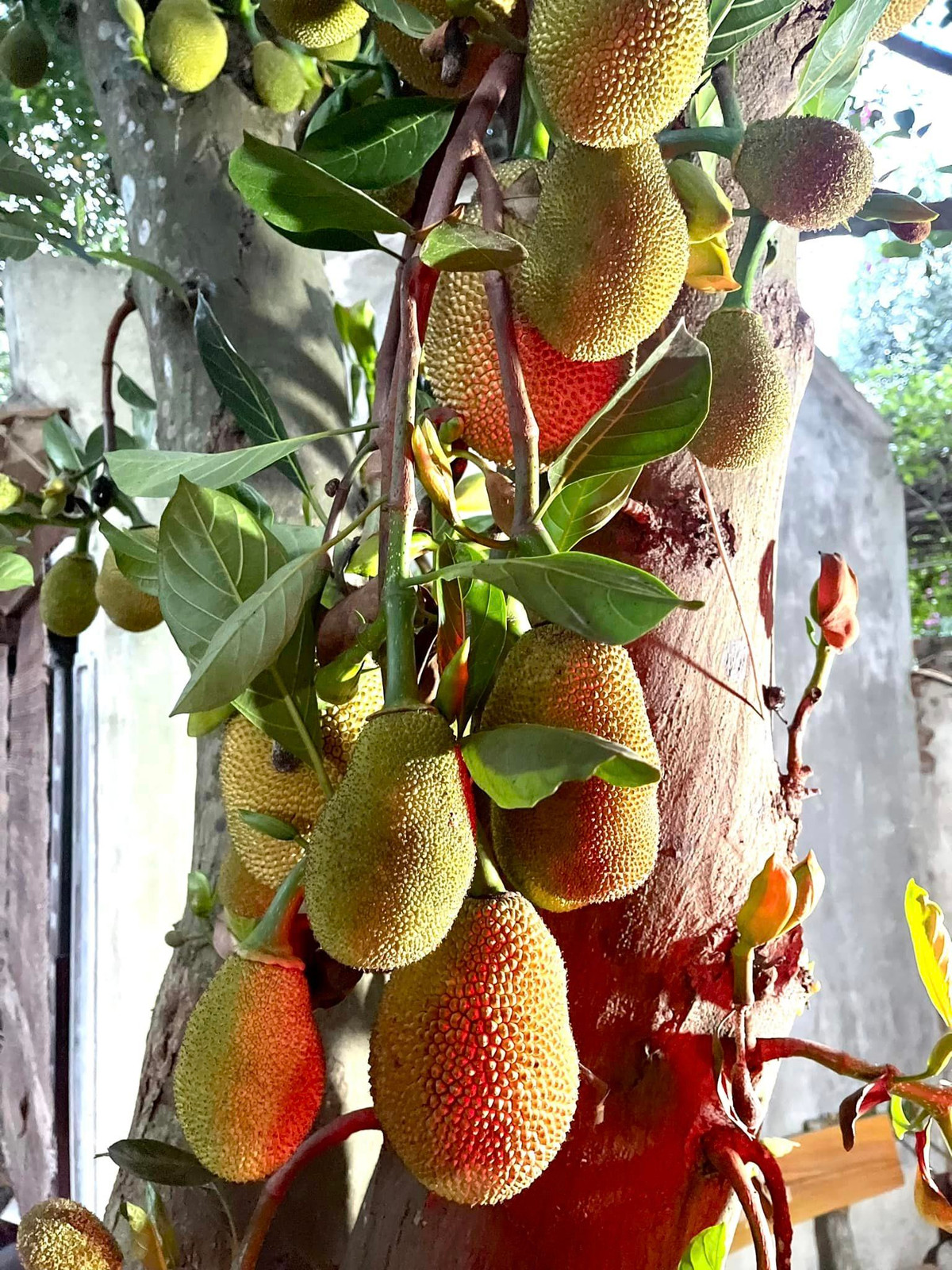 Bên trong phủ thờ của nghệ sĩ Vượng Râu còn trồng nhiều loại cây ăn trái, cây nào cũng sai trĩu quả. Ảnh: FBNV