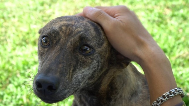 Chị Hà đã xuất khẩu 10 chú chó Phú Quốc sang nước ngoài. Giá trị trung bình của mỗi chú chó là 1.000 USD. Ảnh: Tiền phong