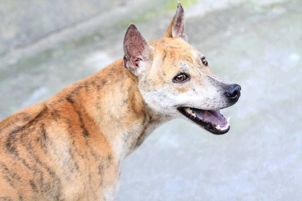 Cọp sở hữu những ưu điểm vượt trội về ngoại hình, nguồn gốc gene và khả năng thủ lĩnh đàn, đuổi bắt, săn mồi. Ảnh: Dân trí