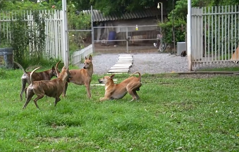 Chị Hà cho biết đã đầu tư vào mỗi trang trại chó Phú Quốc khoảng 1 tỷ đồng để xây dựng cơ sở vật chất. Ảnh: Nông nghiệp