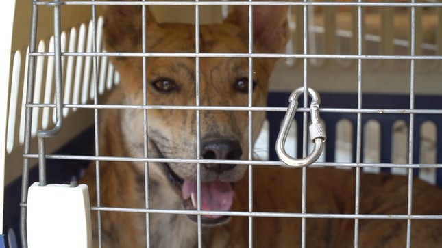 Tháng 8/2019, chị Lê Thị Hà được biết đến nhiều hơn sau thương vụ mua bán một chú chó Phú Quốc tên Cọp trị giá gần 300 triệu tại Sài Gòn. Ảnh: Tiền phong