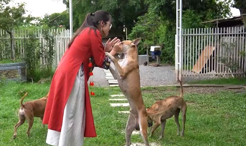 Mỗi chú chó Phú Quốc con có thể đạt giá trị từ 5 - 25 triệu đồng. Giá của chó Phú Quốc phụ thuộc vào nhiều yếu tố như gia phả của chó. Những chú chó có gia phả rõ ràng và dòng dõi danh tiếng thường giá cao hơn. Ảnh: Nông nghiệp