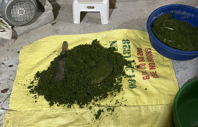 Tại thời điểm kiểm tra, lực lượng chức năng phát hiện cơ sở này đang chỉ đạo một số lao động xay xát gạo Séng Cù và dùng lá dứa nghiền nhỏ nhuộm xanh gạo để bán cho khách hàng. Ảnh: VTV