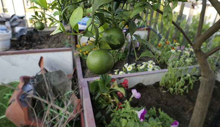 Bên cạnh rau xanh, ông còn dành 1 khoảng để trong các cây gia vị. Ảnh: Báo tin tức