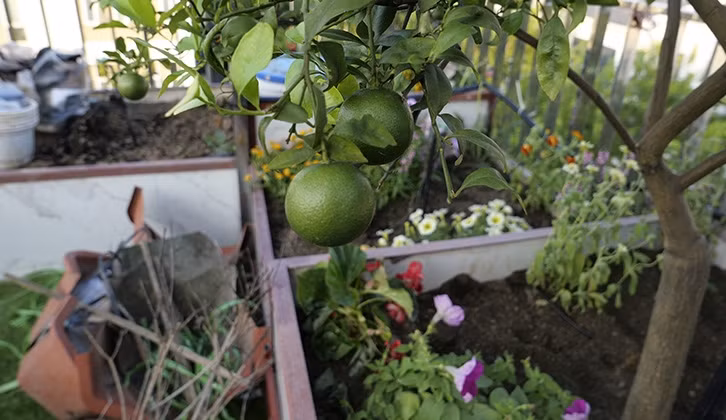 Bên cạnh rau xanh, ông còn dành 1 khoảng để trong các cây gia vị. Ảnh: Báo tin tức