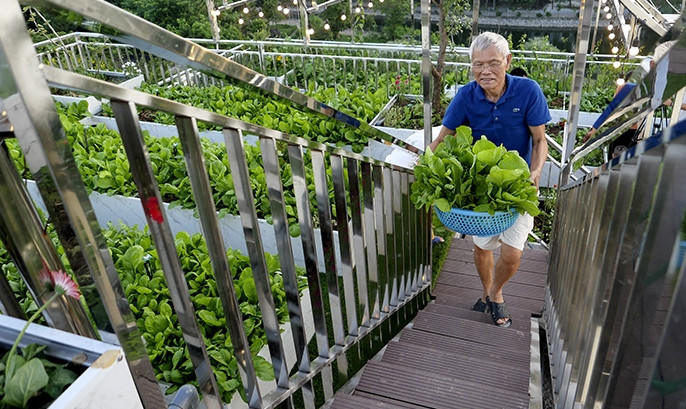 Vườn rau không chỉ cung cấp rau sạch cho gia đình, mà còn mang đi cho người thân, hàng xóm... Ảnh: Báo tin tức