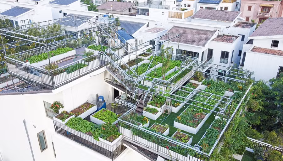 Ông Dũng cho xây dựng khung sắt, thép, tạo thành hệ thống vườn cao - thấp phù hợp với kết cấu mái. Ảnh: Dân trí