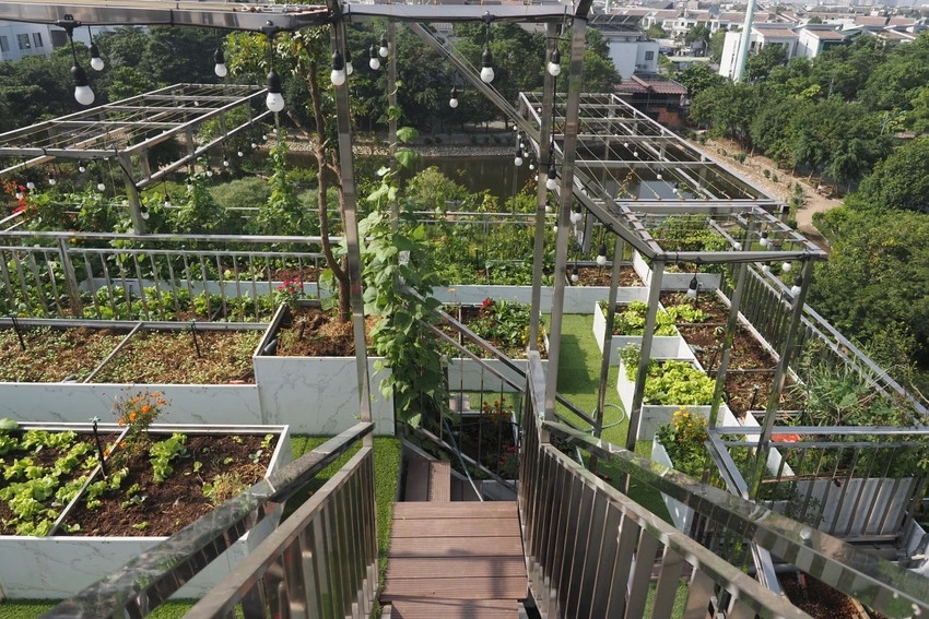  Vườn rau thiết kế dựa theo kết cấu mái tạo thành các tầng cao, thấp khác nhau. Ảnh: Plo