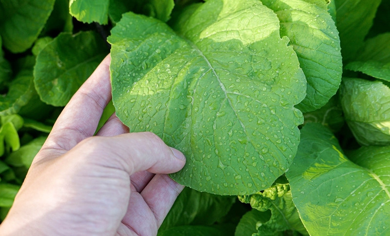 Thời gian tới, ông sẽ trồng nhiều hơn các loại dưa, củ quả, rau xanh và trồng nối vụ. Ảnh: Dân trí