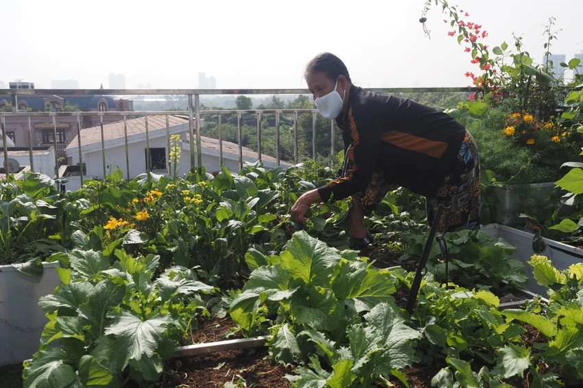 Mỗi chiều, khi trời dần tắt nắng, ông Dũng, bà Cúc lên khu vườn để nhỏ cỏ, thu hoạch rau xanh, rau thơm... Ảnh: Plo