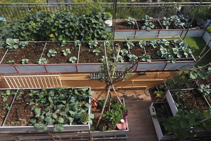 Khu vườn cũng thực hiện "làm đất tự động". Mỗi bồn đặt một thùng nhựa đục lỗ nhỏ xung quanh thân và đáy thùng, đồng thời thả giun trùn quế. Ảnh: Plo