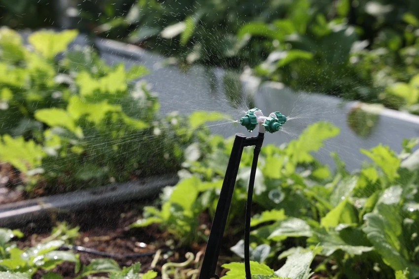 Vườn rau áp dụng hệ thống tưới nước tự động, cho phép mặt trên của bồn đất không quá ẩm ướt, úng nước mà luôn khô ráo, nhờ đó hạn chế nấm mốc, sâu bệnh. Ảnh: Plo