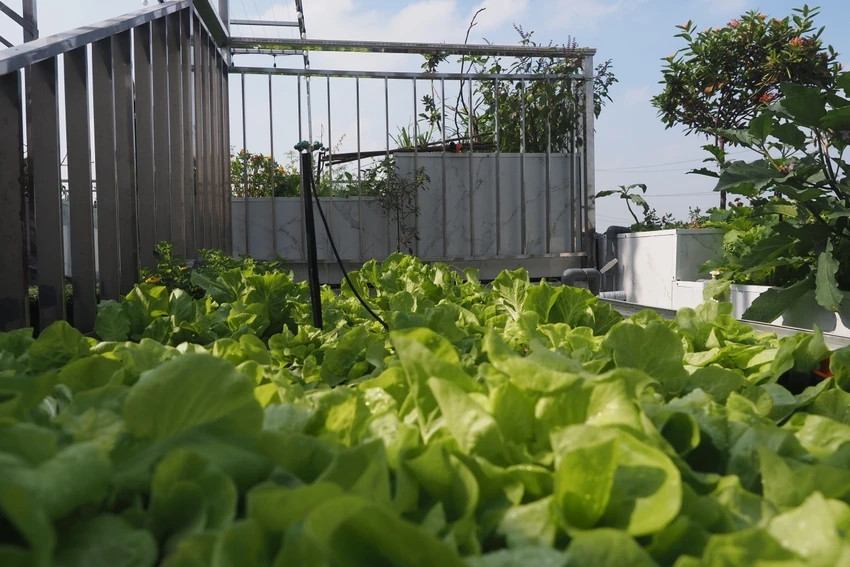 Hiện tại, vợ chồng ông Dũng thử nghiệm trong vườn các loại rau xanh ăn lá, rau thơm, vài giống hoa, cây dây leo. Ảnh: Plo