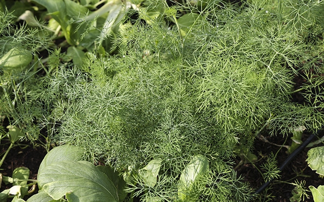 Những luống rau xanh mướt. Ảnh: Báo tin tức