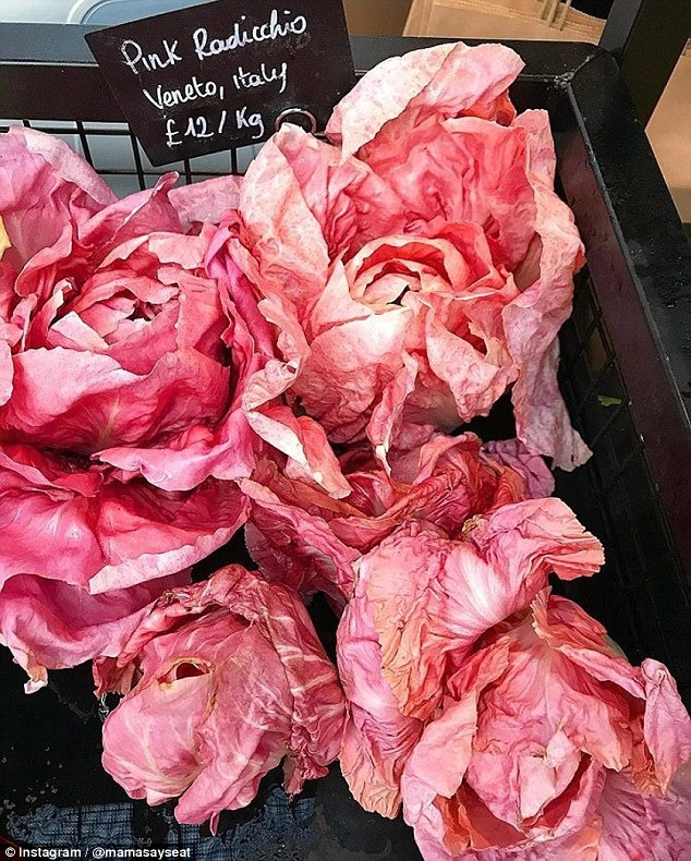 Rau diếp hồng được trồng trong nhiều ở khắp các vùng của Ý như Verona, sau đó là các khu vực ở miền Nam nước Pháp. Ảnh: DM