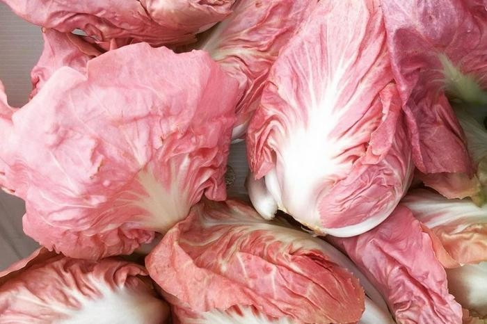 Rau diếp hồng trồng trong bóng tối để chúng phát triển nhanh và mạnh mẽ. Ảnh: Getty