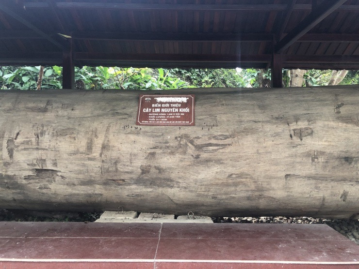 Gỗ lim nguyên khối tuổi đời hơn 900 năm làm nên ngôi nhà sàn gỗ lim lớn nhất Việt Nam. Ảnh: Plo