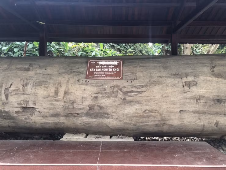 Gỗ lim nguyên khối tuổi đời hơn 900 năm làm nên ngôi nhà sàn gỗ lim lớn nhất Việt Nam. Ảnh: Plo