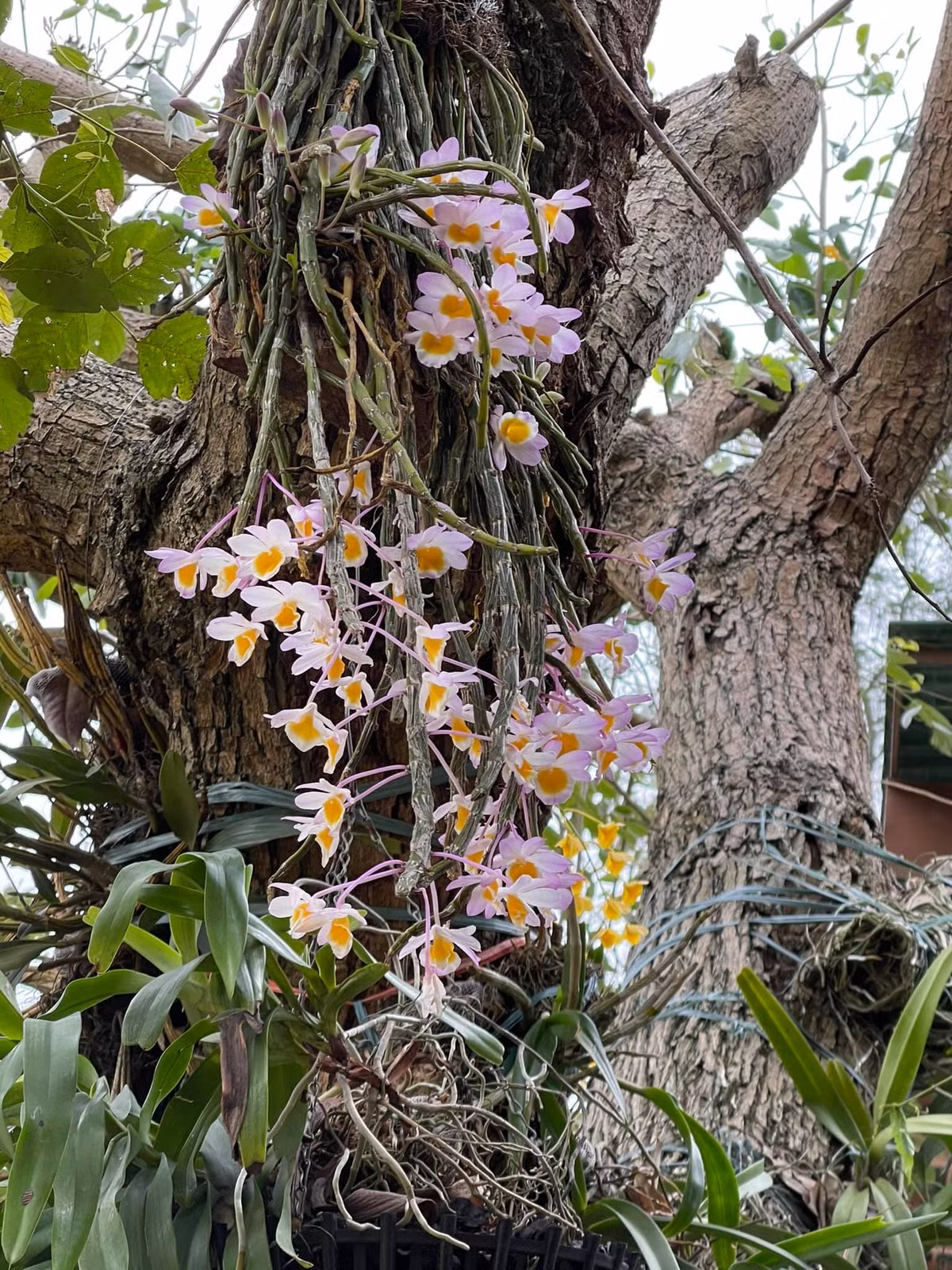 Diva Mỹ Linh từng chia sẻ trên trang cá nhân hoa lan rực rỡ trong vườn. Ảnh: FBNV