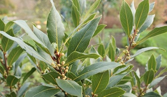 Theo báo cáo của Cục Xuất nhập khẩu (Bộ Công Thương), 10 tháng năm 2023, xuất khẩu lá nguyệt quế đạt 936.000 USD, tăng tới 1.738,1% so với cùng kỳ năm 2022. Ảnh: Internet