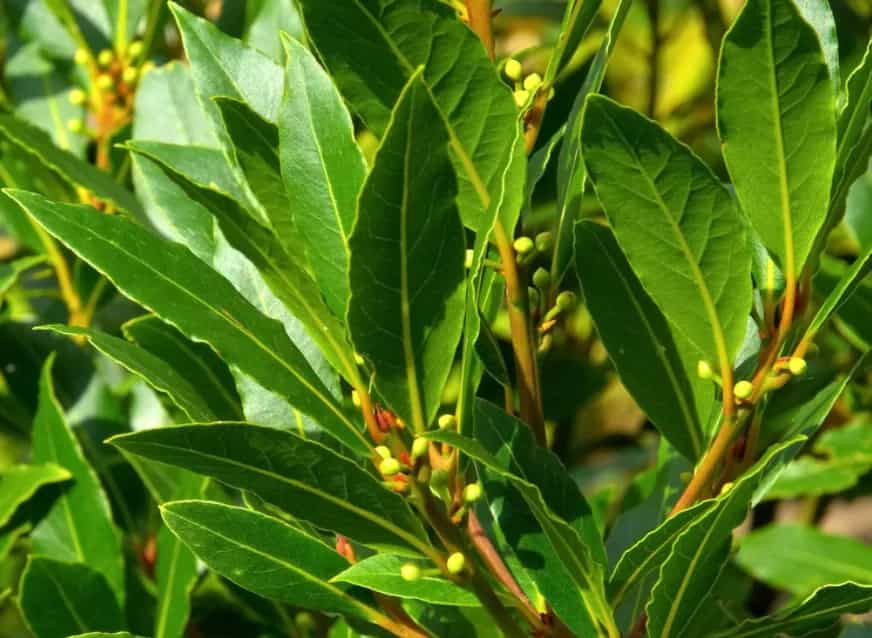 Lá nguyệt quế Việt Nam được tiêu thụ mạnh ở nhiều khu vực Nam Á (như Ấn Độ, Bangladesh), Đông Á (Nhật Bản, Đài Loan, Hàn Quốc), Mỹ và các nước thuộc Liên minh châu Âu. Ảnh: Internet