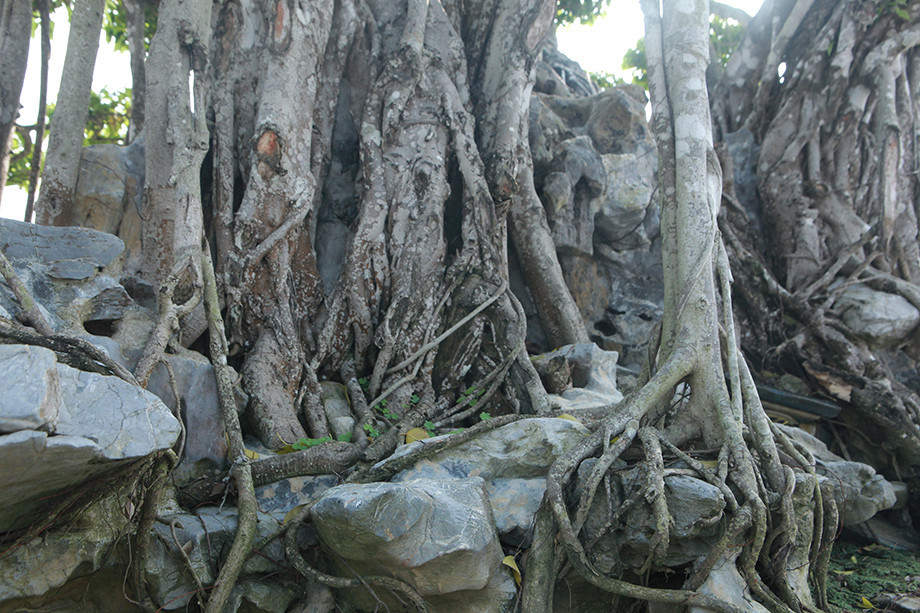 Rễ cây bám chặt vào các tảng đá. Ảnh: Dân Việt