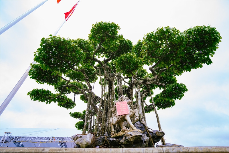 Chủ nhân chưa thể khẳng định cây sanh bao nhiêu tuổi nhưng nhìn màu da của cây có thể khẳng định cây hàng trăm năm tuổi. Ảnh: Reatimes.