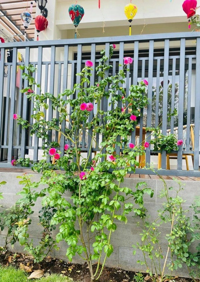 Nữ MC thích thú tạo dáng bên giàn hoa hồng.